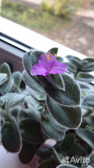 Традесканция силламонтана