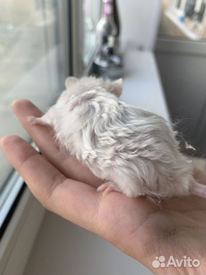 Мыши декоративные кудрявые тексель