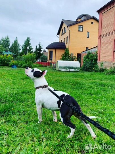 Передержка Домашних Животных