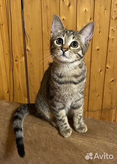 Котята в добрые руки бесплатно