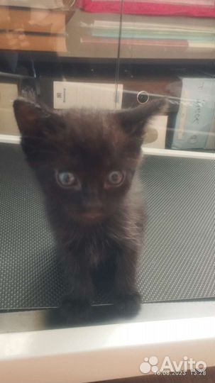 Кошки в добрые руки бесплатно