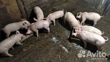 Поросята