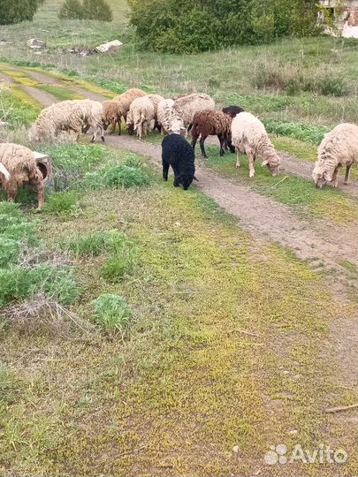 Продам овец