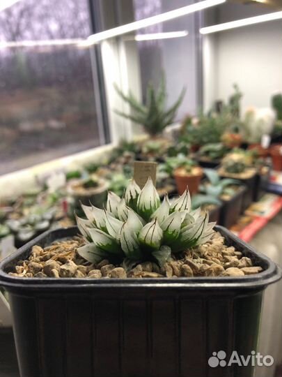 Редкие, коллекционные суккуленты