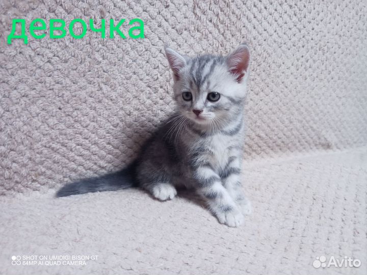 Шотландские котята