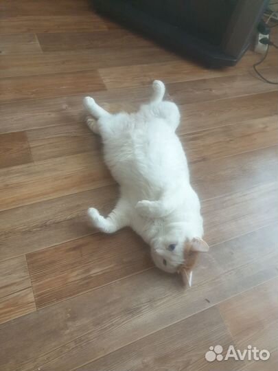 Кот в добрые руки