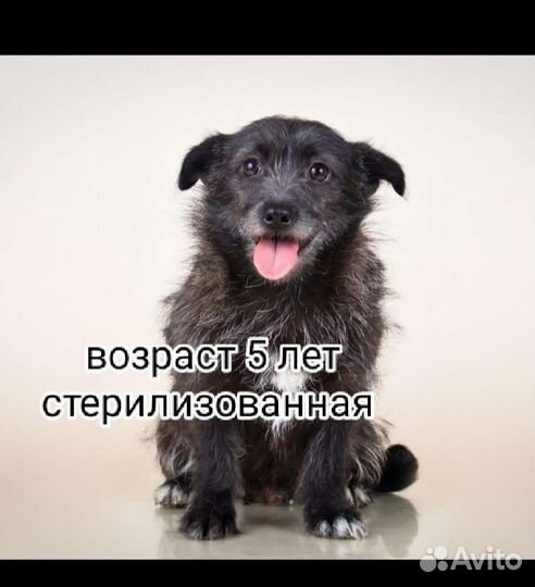 Щегки собачки