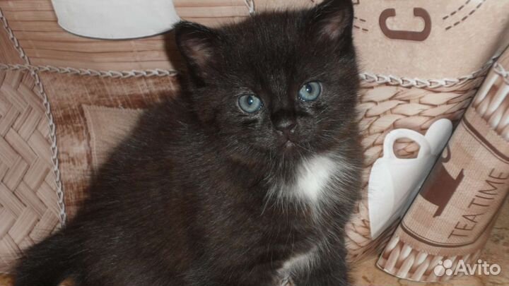 Очаровательная киса