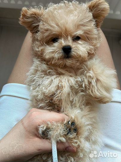 Тедди пудель Пушон Китай