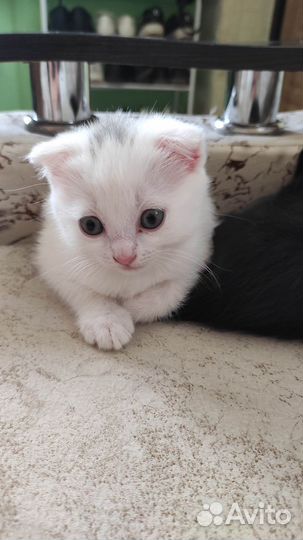 Вислоухие котята в добрые руки