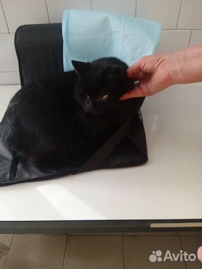 Кот ищет своего человека