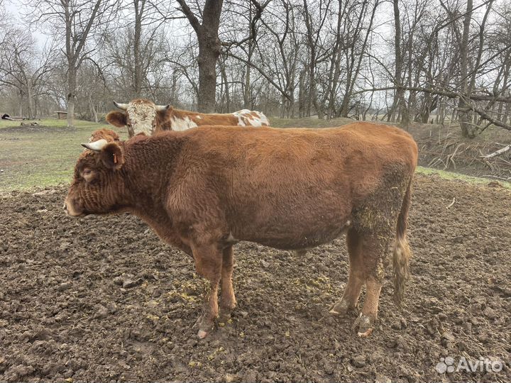 Продам быков на мясо