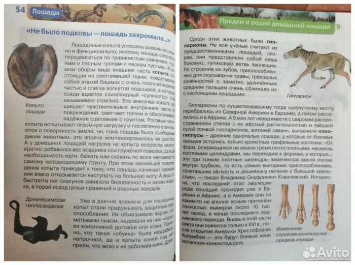 Лошади. Детская энциклопедия