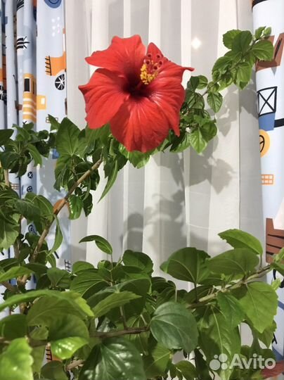Гибискус