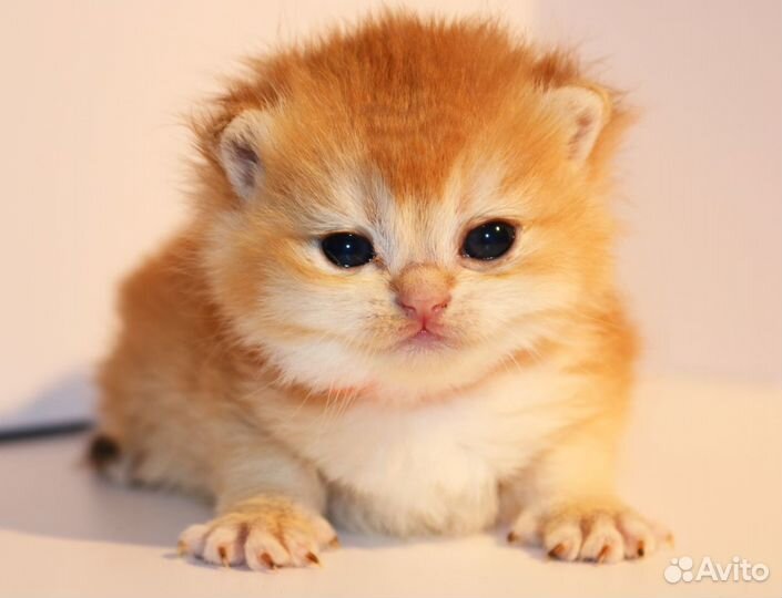 Котята золотая британская шиншилла ay, ny