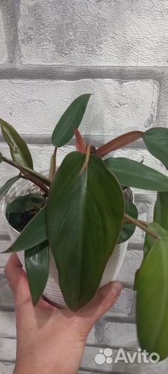 Филодендрон