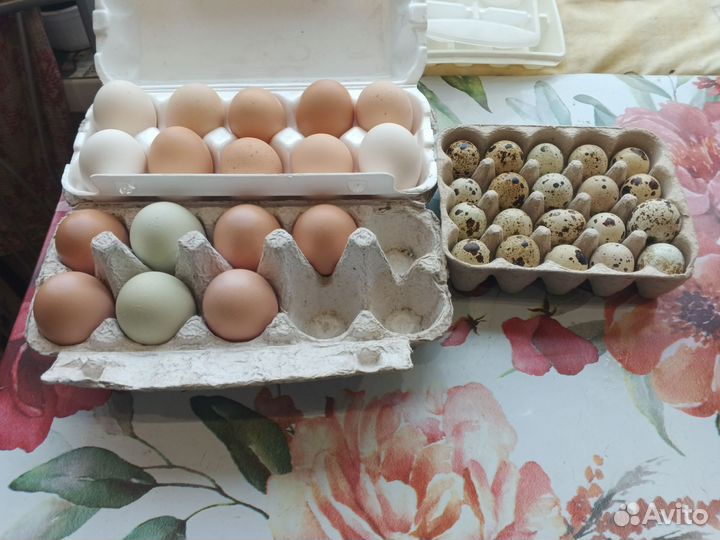 Яйцо домашнее