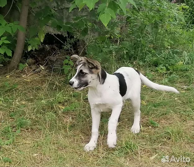 Щенки в добрые руки