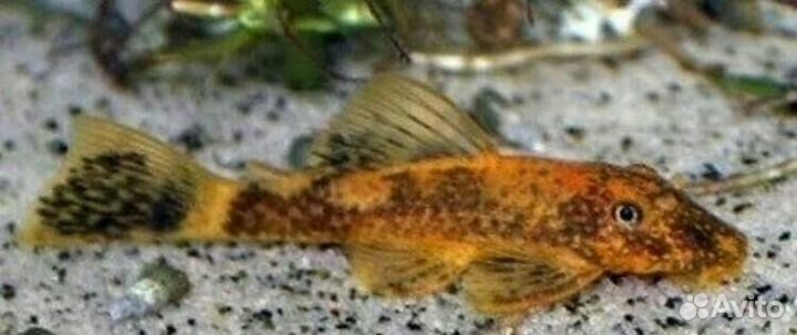 Анциструс леопард