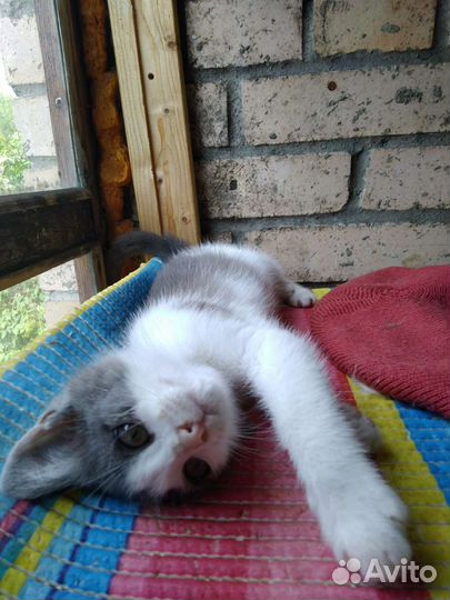 Котенок девочка в добрые руки