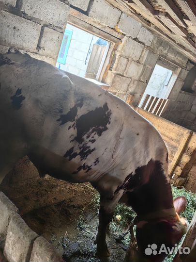 Бык на мясо