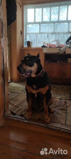 Щенки питбуля