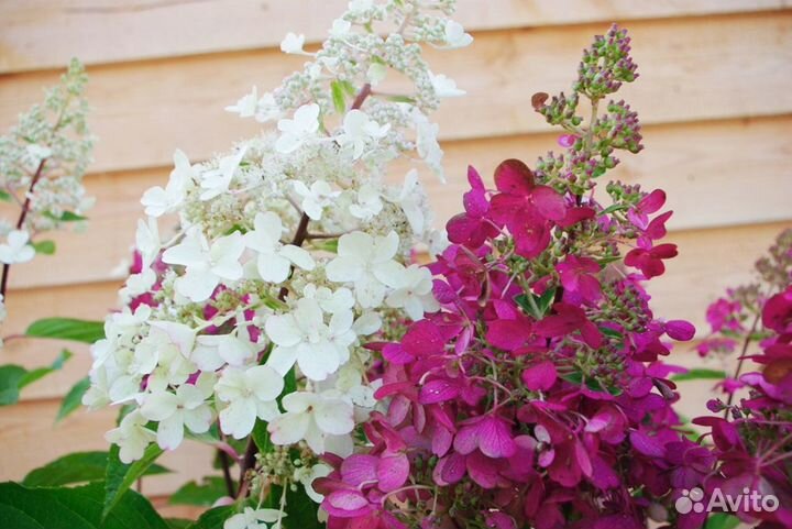 Гортензия Вайтлайт, Пинклайт, Редлайт, Бобо