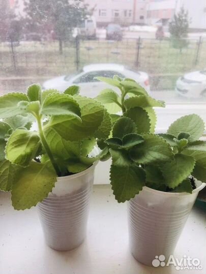 Домашняя мята, плектрантус