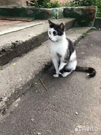 Отдам кота в добрые руки