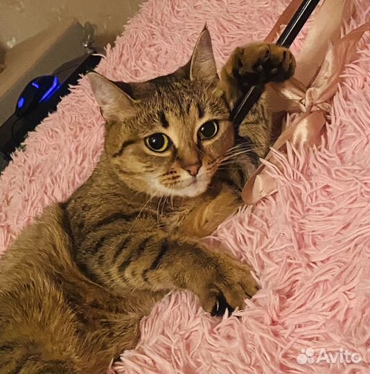 Кошка