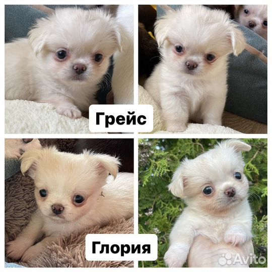 Девочки чихуахуа из питомника