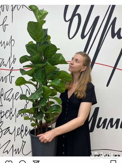 Фикус лирата бамбино