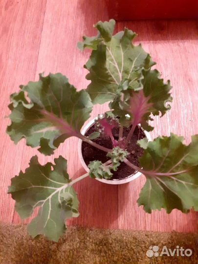 Рассада капусты декоративной