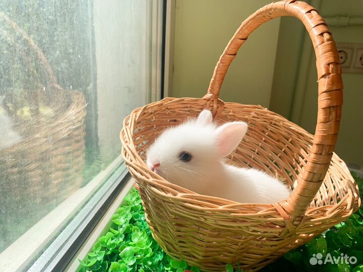 Карликовые крольчата мини