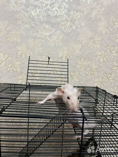 Крыски с клеткой