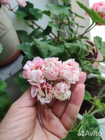 Пеларгония герань разные сорта