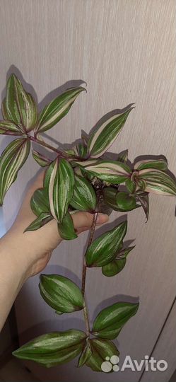 Традесканция Discolor multicolor