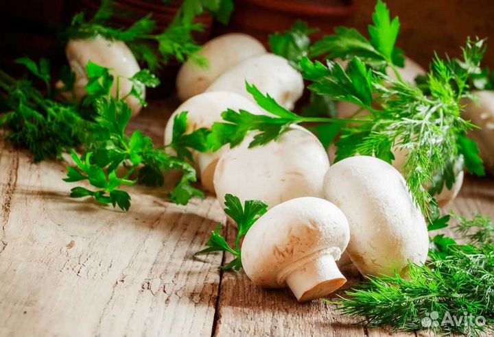 Посевной Материал Гpибнoй