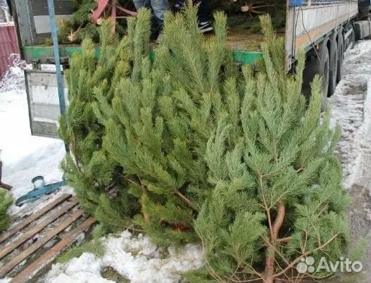 Новогодняя сосна зелёная большая с доставкой