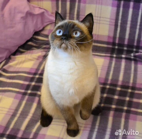 Шотландские кошечки