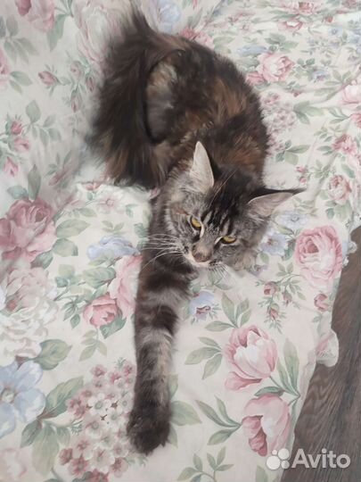 Котята (2 кота и 1 кошечка) мейн-кун