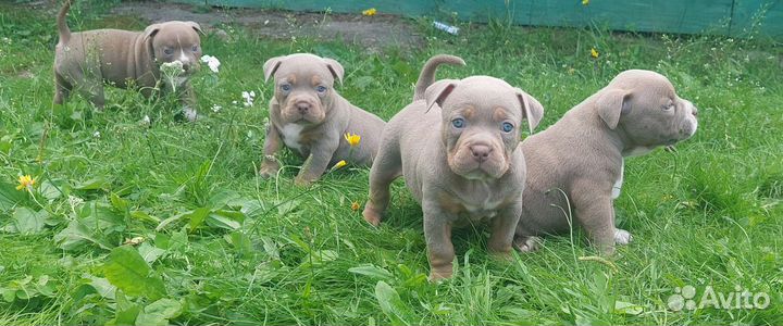 Американский булли