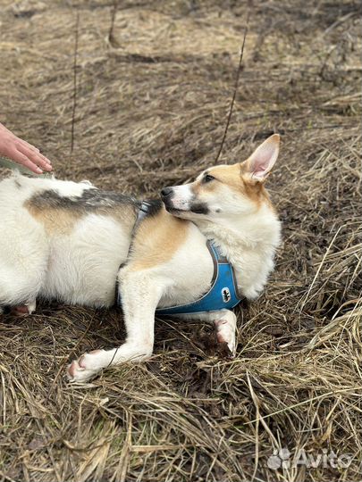 Купер. Весёлый пёсик из приюта