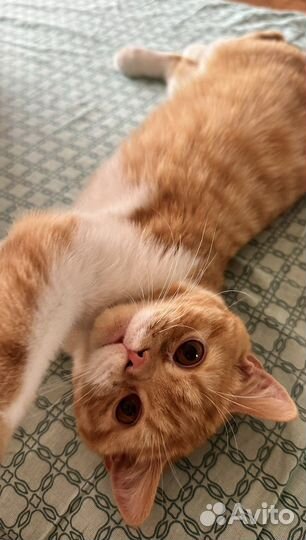 Передержка животных