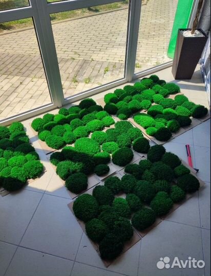 Королевский ягель премиум кочки для вас