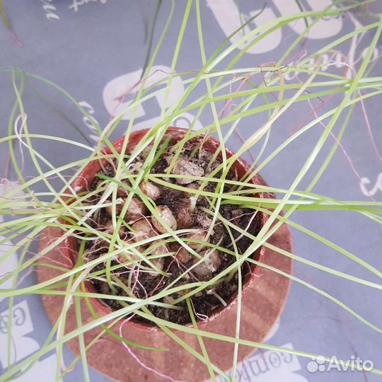 Альбука спиралевидная