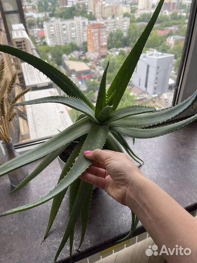 Алоэ 5 и 7 лет