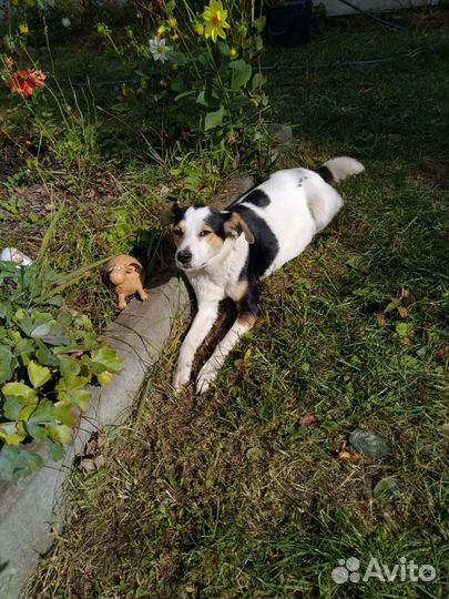 Собака в добрые руки