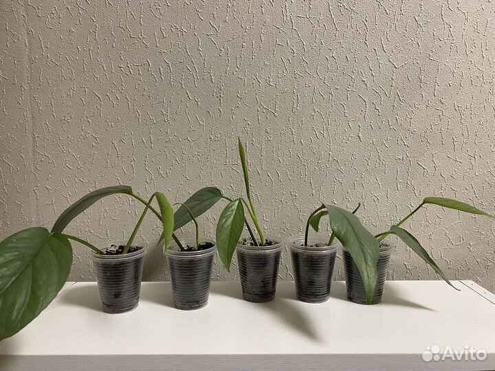 Эпипренум Себу-Блю