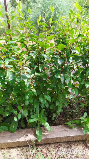 Кизильник блестящий